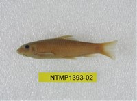 藏品(東方墨頭魚)的圖片